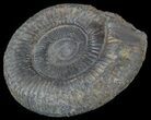 Dactylioceras Ammonite Fossil - England #52636-1